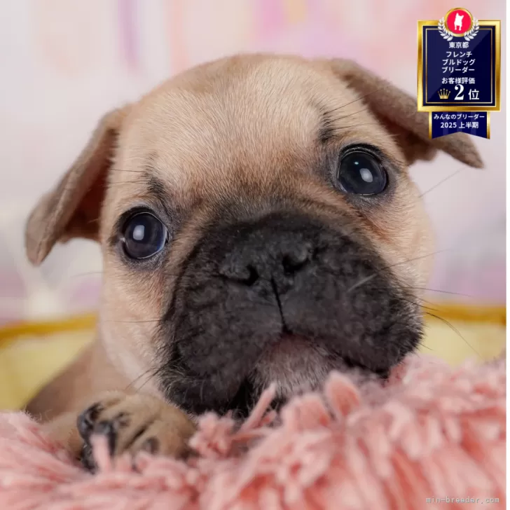 ID：2507-04644の子犬