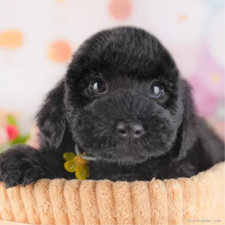 ID:2504-00116の子犬