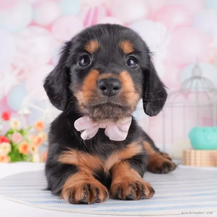 ID:2503-03544の子犬