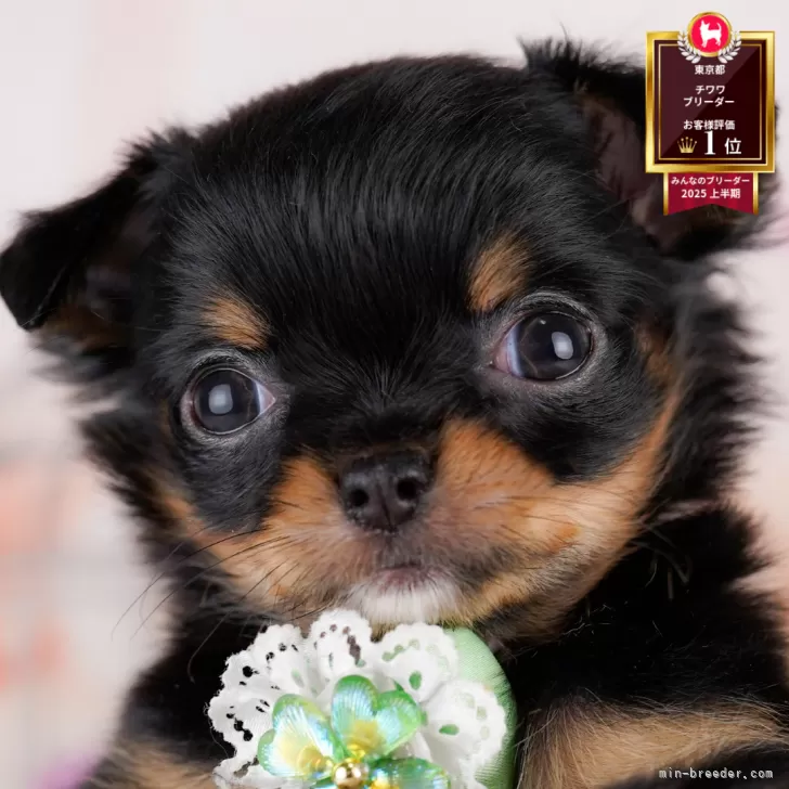 ID：2507-00603の子犬