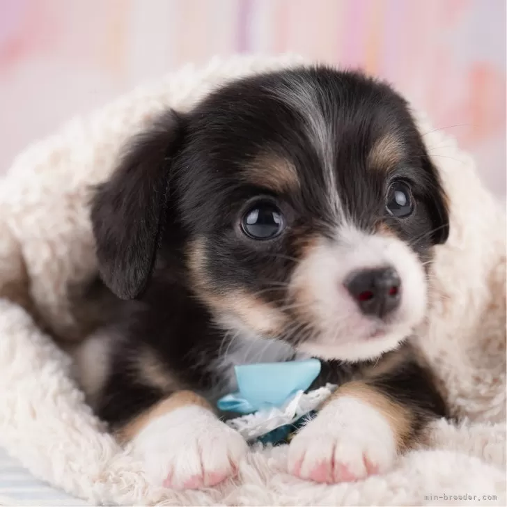 N.H 様のお迎えした子犬
