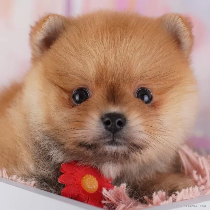 ID:2412-00826の子犬