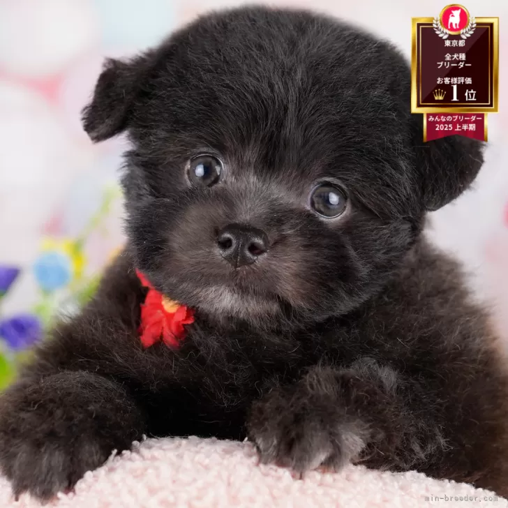 T.T 様のお迎えした子犬