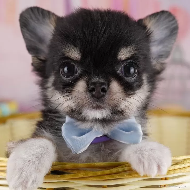 ID:2412-06515の子犬