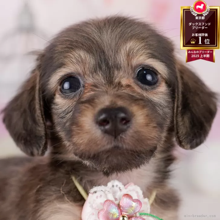 ミニチュアダックスフンド(ロング)【東京都・女の子・2025年6月17日・シェーデッドイエロー】の写真1「狂犬病ワクチン接種が終わったらお散歩デビューだワン🐶✨」
