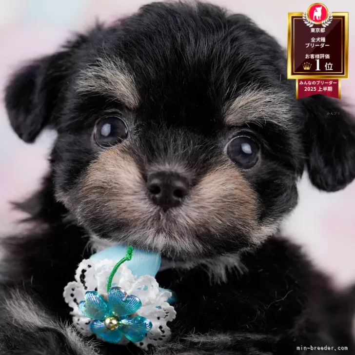 ID:2507-02761の子犬