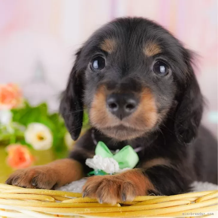 ミニチュアダックスフンド(ロング)【東京都・男の子・2025年5月18日・ブラック&タン】の写真1「狂犬病ワクチン接種が終わったらお散歩デビューだワン🐶✨」