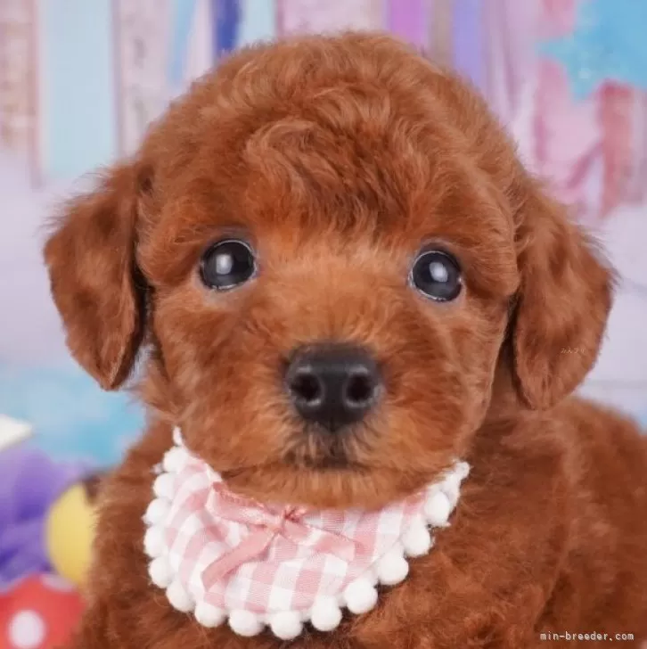 トモミ 様のお迎えした子犬