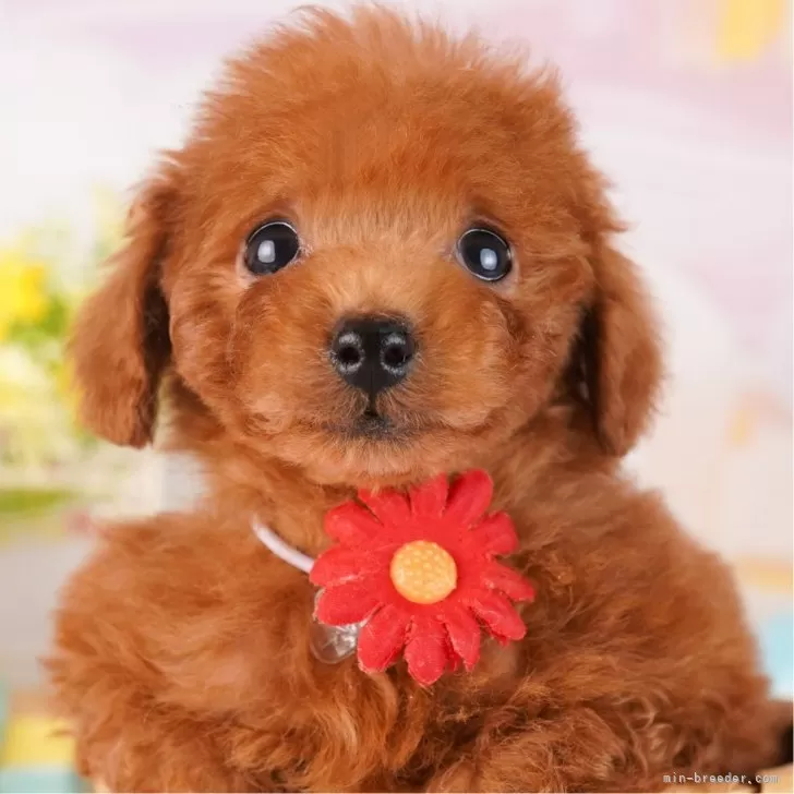 ID:2412-03054の子犬