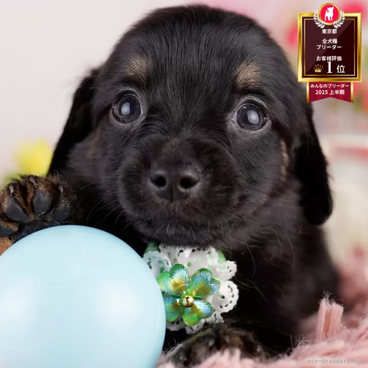 ID:2506-07002の子犬