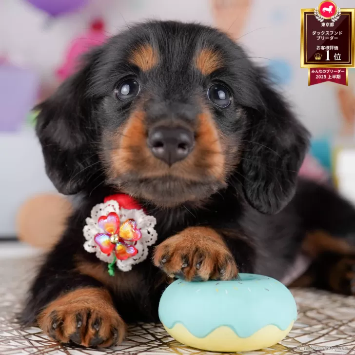あみ 様のお迎えした子犬
