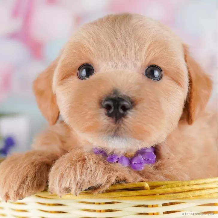 ID:2504-02259の子犬