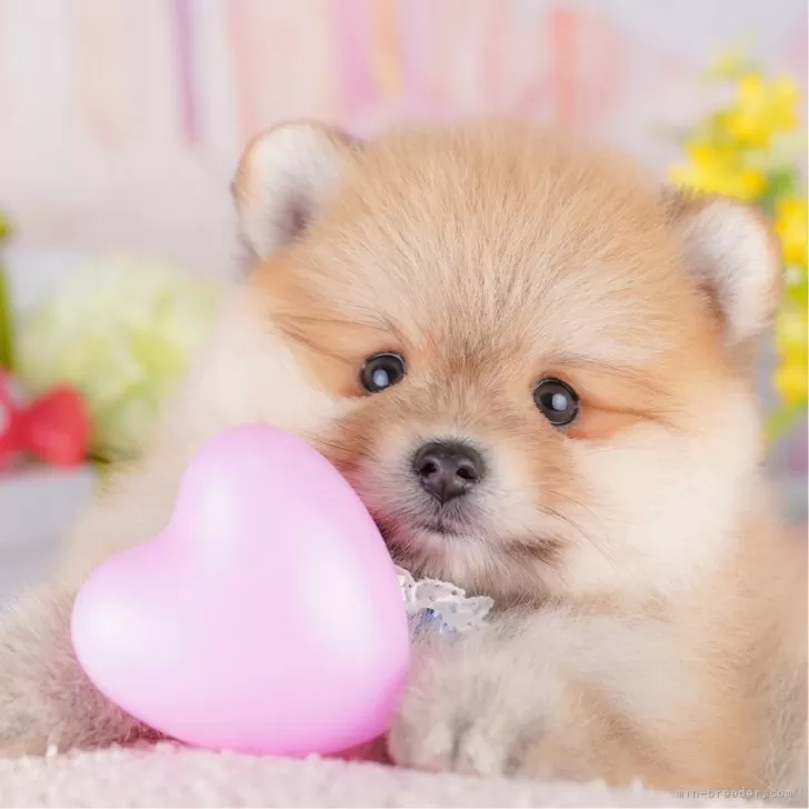 ID:2505-05327の子犬