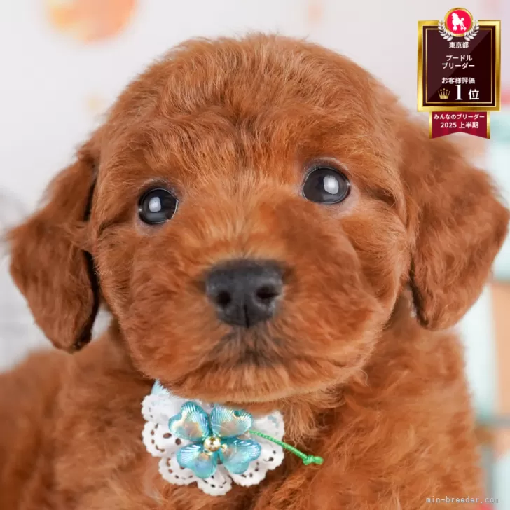 C.O 様のお迎えした子犬