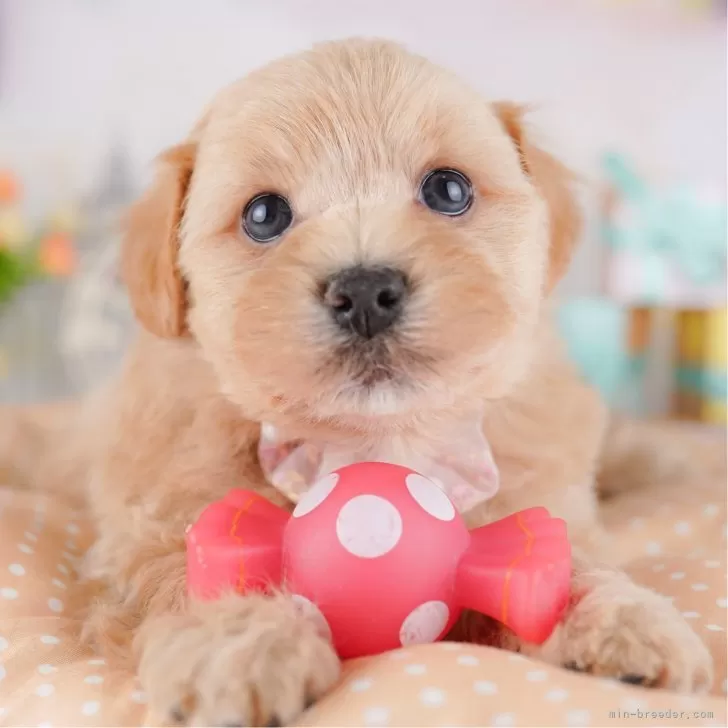 M.T 様のお迎えした子犬