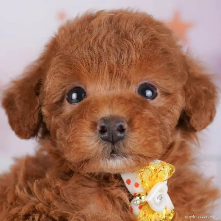 トイプードル(トイ)【東京都・女の子・2025年10月4日・レッド】の写真1「この子が気になった方は、[[この子犬の見学希望]]からお問い合わせ下さい😊」