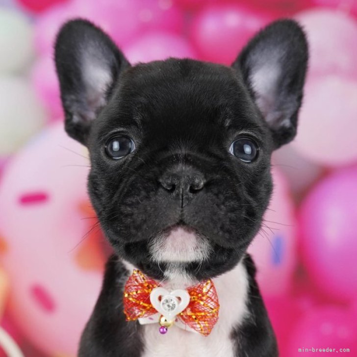 ブリーダー画像