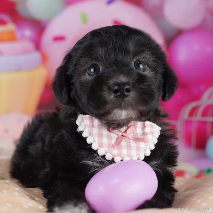 マルプー(マルチーズ×トイプードル)【東京都・男の子・2025年9月6日・ブラック】の写真1「この子が気になった方は、[[この子犬の見学希望]]からお問い合わせ下さい😊」