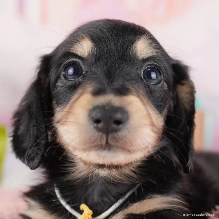 ID：2503-07056の子犬