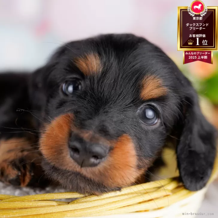 ID:2508-01820の子犬