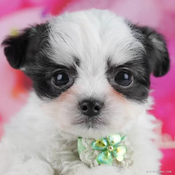 チワマル(マルチーズ×チワワ)【東京都・男の子・2025年10月14日・ブラック&amp;ホワイト】の写真1「この子が気になった方は、[[この子犬の見学希望]]からお問い合わせ下さい😊」