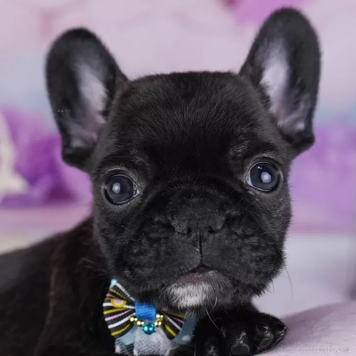 フレンチブルドッグ【東京都・男の子・2025年10月6日・ブリンドル】の写真1「この子が気になった方は、[[この子犬の見学希望]]からお問い合わせ下さい😊」