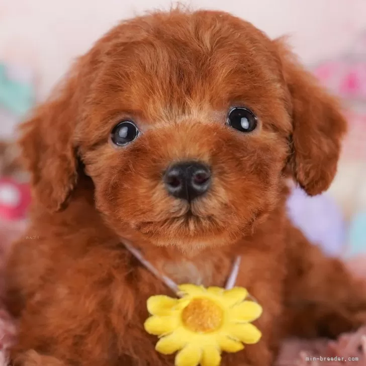 ID：2412-04626の子犬