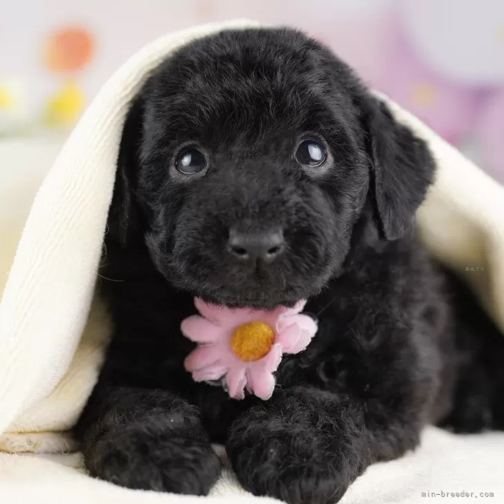 ID:2503-03550の子犬