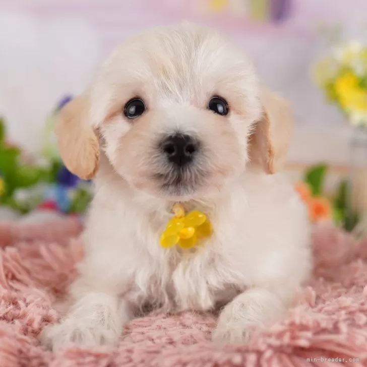 ID:2501-06127の子犬