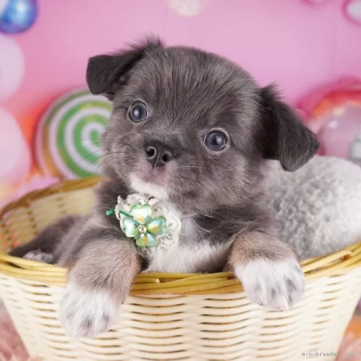 チワワ(ロング)【東京都・男の子・2025年8月3日・ブルータン&amp;ホワイト】の写真1「狂犬病ワクチン接種が終わったらお散歩デビューだワン🐶✨」