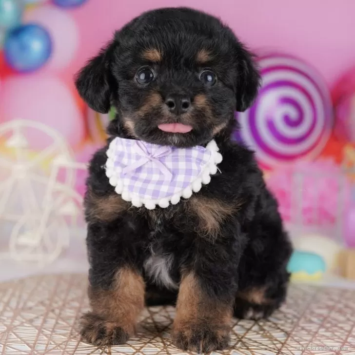 チワプー(チワワ×トイプードル)【東京都・男の子・2025年7月31日・ブラック&タン】の写真1「狂犬病ワクチン接種が終わったらお散歩デビューだワン🐶✨」