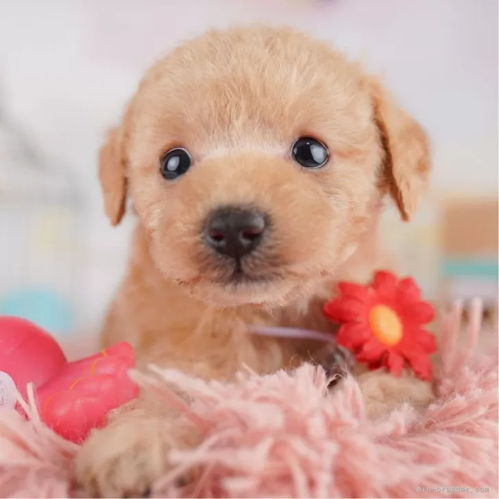 K 様のお迎えした子犬