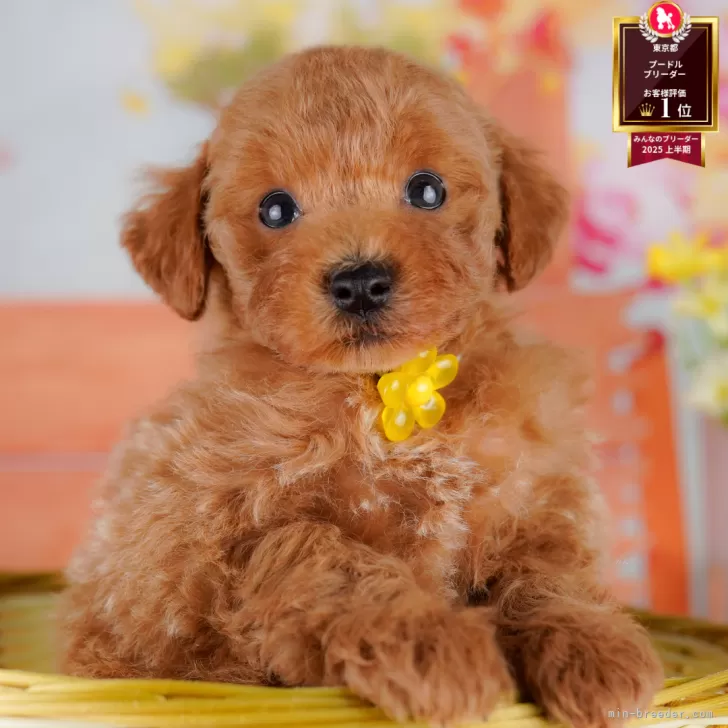 Y.N 様のお迎えした子犬
