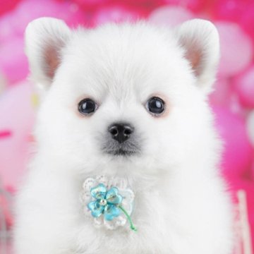 ポメチワ(ポメラニアン×チワワ)【東京都・男の子・2025年10月15日・ホワイト】の写真「ブリーダーアワードにて2期連続👑東京1位受賞👑」