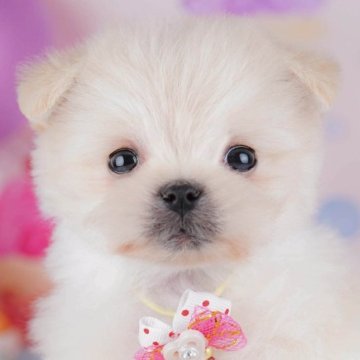 ポメマル(マルチーズ×ポメラニアン)【東京都・女の子・2025年10月5日・クリーム】の写真「ブリーダーアワードにて2期連続👑東京1位受賞👑」