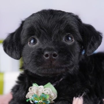 チワプー(チワワ×トイプードル)【東京都・女の子・2025年9月22日・ブラック】の写真「ブリーダーアワードにて2期連続👑東京1位受賞👑」