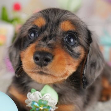 ミニチュアダックスフンド(ロング)【東京都・男の子・2025年5月7日・シルバーダップル】の写真「【総額表示】珍しい毛色が特徴的🐶💕」