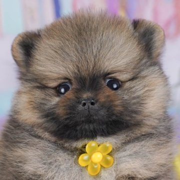 ポメラニアン【東京都・女の子・2025年9月14日・オレンジセーブル】の写真「ブリーダーアワードにて2期連続👑東京1位受賞👑」