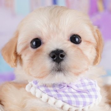 マルプー(マルチーズ×トイプードル)【東京都・女の子・2025年9月6日・アプリコット】の写真「ブリーダーアワードにて2期連続👑東京1位受賞👑」