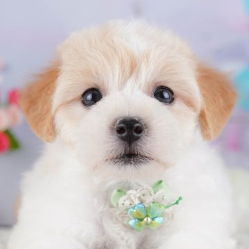 マルプー(マルチーズ×トイプードル)【東京都・女の子・2025年9月19日・クリーム】の写真「ブリーダーアワードにて2期連続👑東京1位受賞👑」