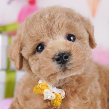 トイプードル(トイ)【東京都・男の子・2025年9月30日・アプリコット】の写真「ブリーダーアワードにて2期連続👑東京1位受賞👑」