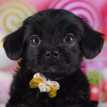 チワプー(チワワ×トイプードル)【東京都・男の子・2025年9月30日・ブラック】の写真「ブリーダーアワードにて2期連続👑東京1位受賞👑」