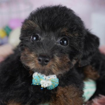 トイプードル(トイ)【東京都・女の子・2025年10月6日・ブラック&タン】の写真「ブリーダーアワードにて2期連続👑東京1位受賞👑」