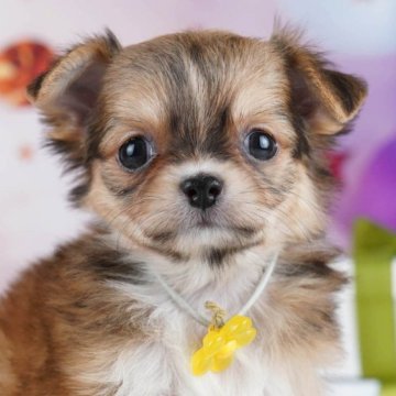 チワワ(ロング)【東京都・女の子・2025年10月27日・フォーンホワイト】の写真「ブリーダーアワードにて2期連続👑東京1位受賞👑」