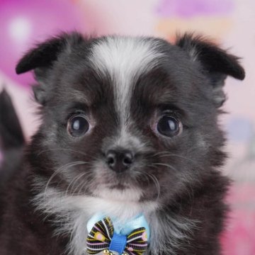 チワワ(ロング)【東京都・男の子・2025年10月8日・ブラックタン&ホワイト】の写真「ブリーダーアワードにて2期連続👑東京1位受賞👑」