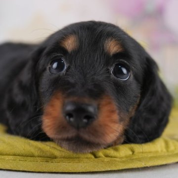 ミニチュアダックスフンド(ロング)【東京都・男の子・2025年6月22日・ブラック&タン】の写真「【総額表示】他のワンちゃん大好きな甘えん坊くん🐾」