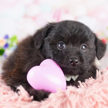 ポメプー(ポメラニアン×トイプードル)【東京都・男の子・2025年3月29日・ブラック】の写真「総額表示！のんびりマイペースな男の子💕」