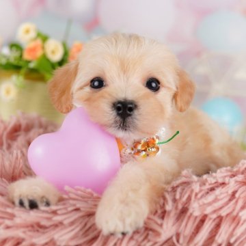 マルプー(マルチーズ×トイプードル)【東京都・男の子・2025年6月29日・クリーム】の写真「ブリーダーアワードにて2期連続👑東京1位受賞👑」