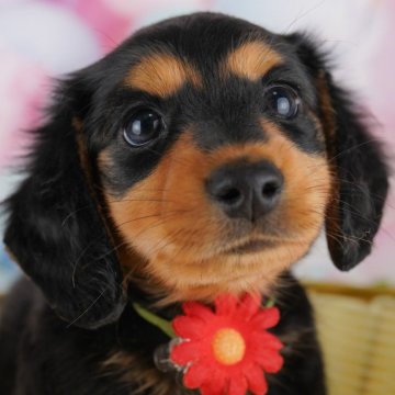 カニンヘンダックスフンド(ロング)【東京都・男の子・2024年11月7日・ブラック&タン】の写真「総額表示！くりくりおめめの男の子💕」