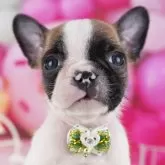 フレンチブルドッグ